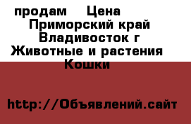 продам  › Цена ­ 2 500 - Приморский край, Владивосток г. Животные и растения » Кошки   